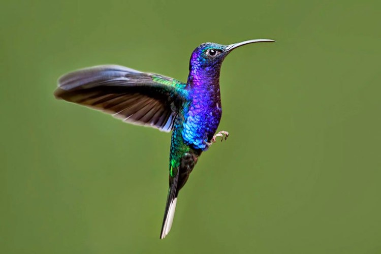 Colibri1